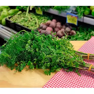 Cilantro Atado